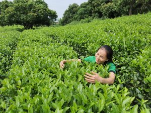 The foundation of Thu Huong green tea 10