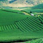 The foundation of Thu Huong green tea 2