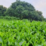 CÁCH TRỒNG VÀ CHĂM SÓC CÂY CHÈ THÁI NGUYÊN