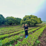 ảnh đồi chè thái nguyên thu hương