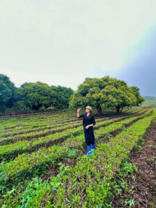 ảnh đồi chè thái nguyên thu hương