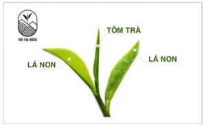 ảnh mô tả búp trà