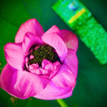 ảnh chè trong bông sen 2