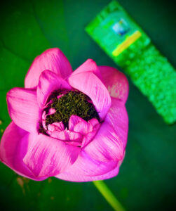 ảnh chè trong bông sen 2