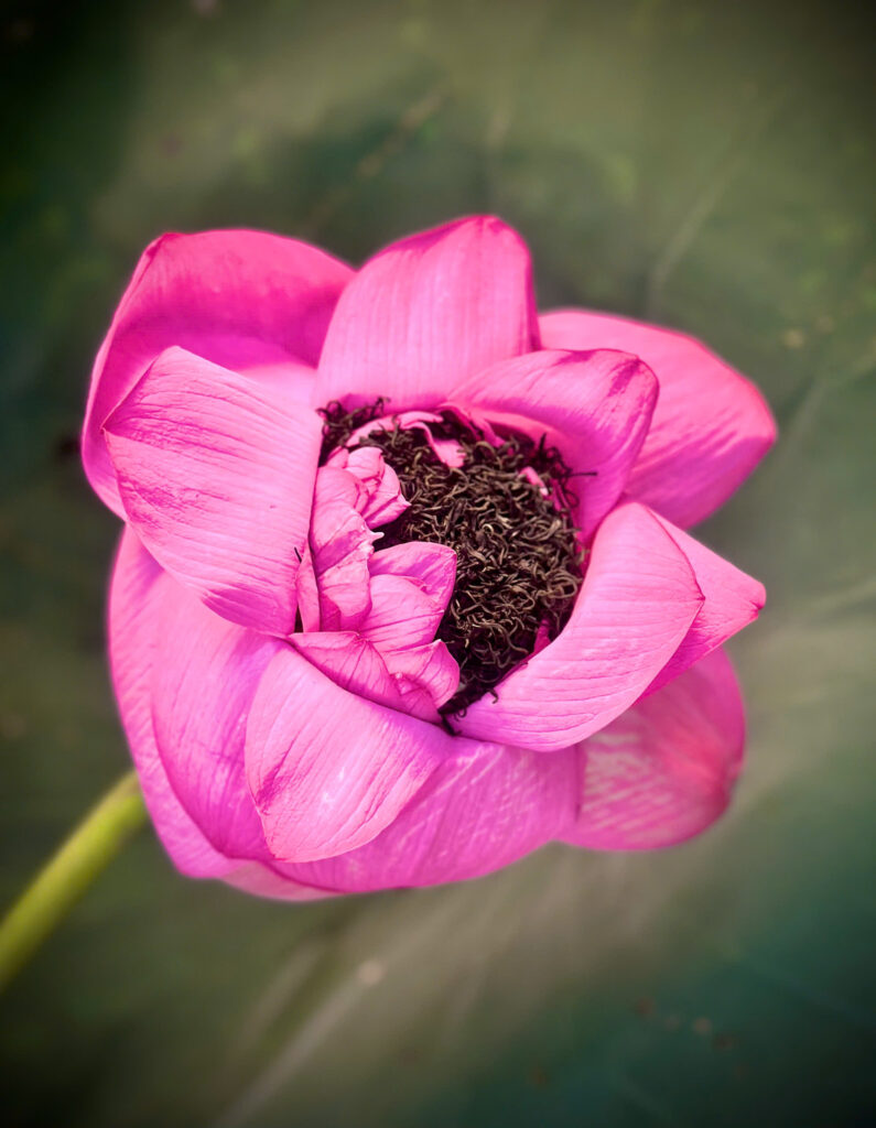 ảnh chè trong bông sen