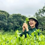 ảnh đồi chè - Lý giải nước chè Thái Nguyên có vị đắng