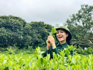 ảnh đồi chè - Lý giải nước chè Thái Nguyên có vị đắng