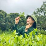 ảnh đồi chè thái nguyên 1