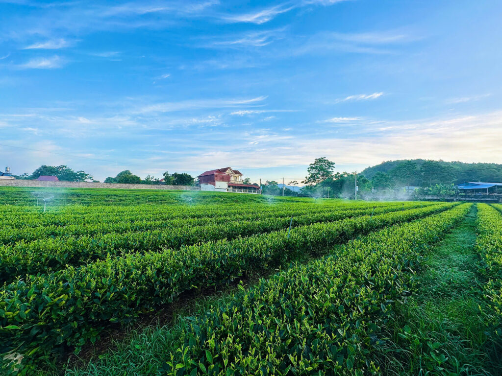 đồi chè thái nguyên