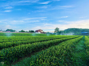 đồi chè thái nguyên