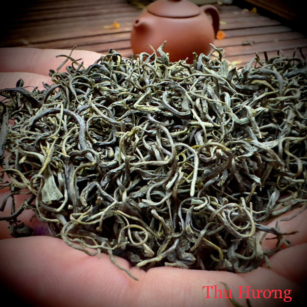 ảnh cánh chè thái nguyên 6