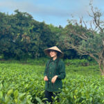 thu hương và đồi chè xanh