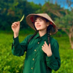 ảnh đồi chè Thái Nguyên thu hương