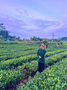 ảnh đồi trà Thái Nguyên